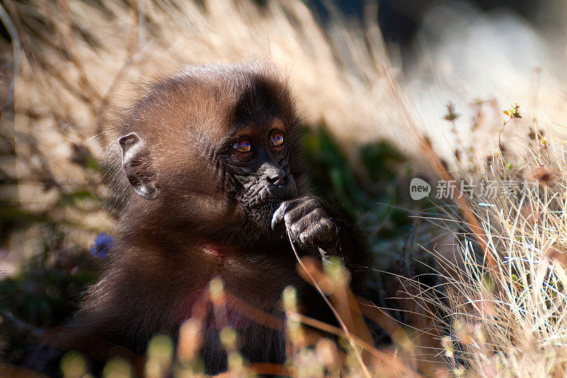 A young Gelada male playing in the Simien Mountains - Ethiopia